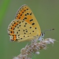 Brauner Feuerfalter (Lycaena tityrus)